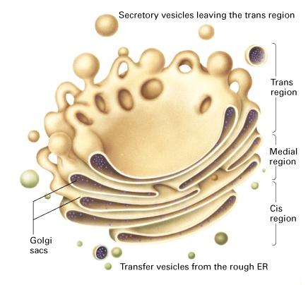 golgi apparatus