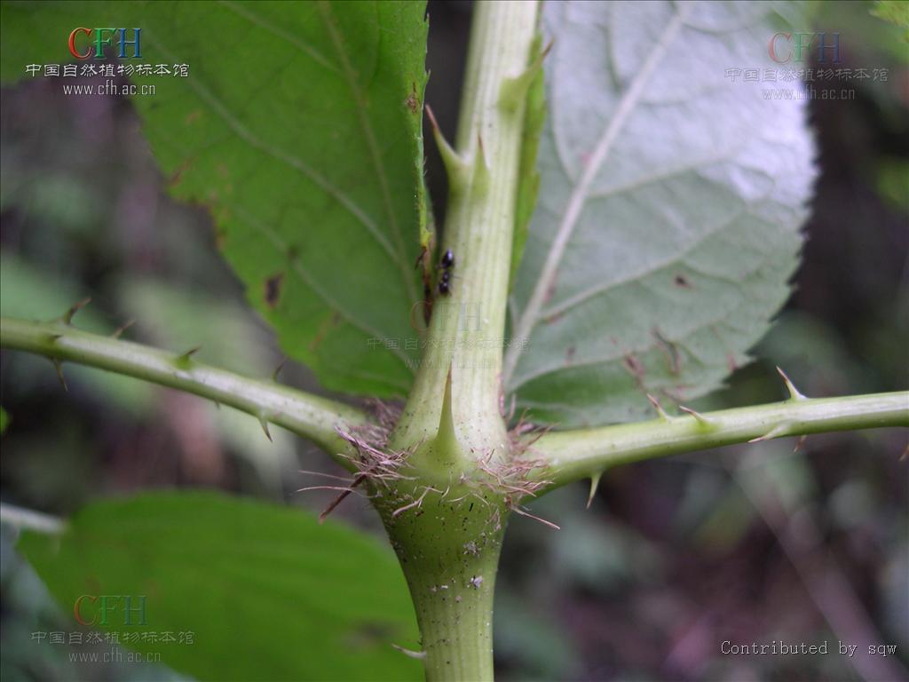  p>虎刺楤木(学名:aralia armata)是五加科楤木属植物.