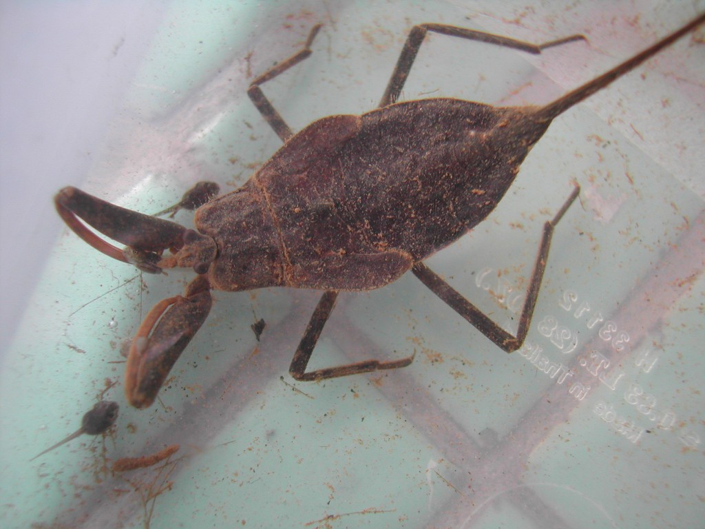  p>学名 a target="_blank" href="/item/蝎蝽/10015880" data-lemma