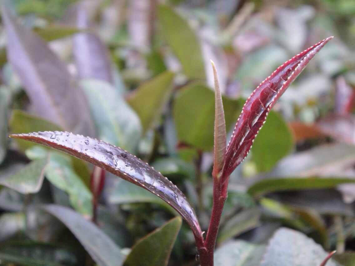  p>1985年, a href="#" data-lemmaid="18664752">云南省 /a>茶叶科学