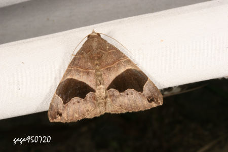  p>隐巾夜蛾 /p> p>(裳夜蛾科) /p> p>展翅42-45mm,前翅灰褐色,停栖合