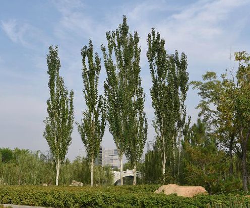 钻天杨（杨柳科杨属植物）_百度百科