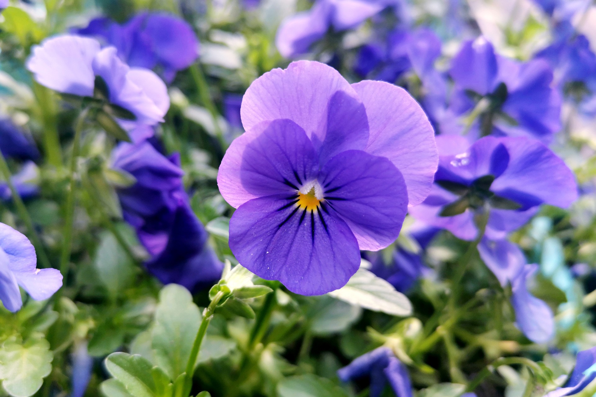  p>角堇(学名: i>viola /i>  i>cornuta /i>  l.