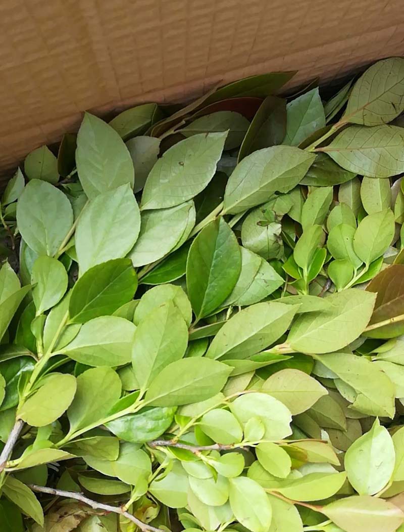  p>灰叶乌饭(学名:vaccinium glaucophyllum c. y. wu et r. c.