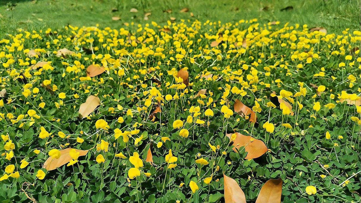 蔓花生 百度百科