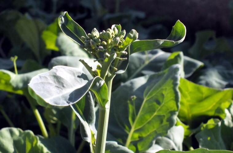 白花甘蓝