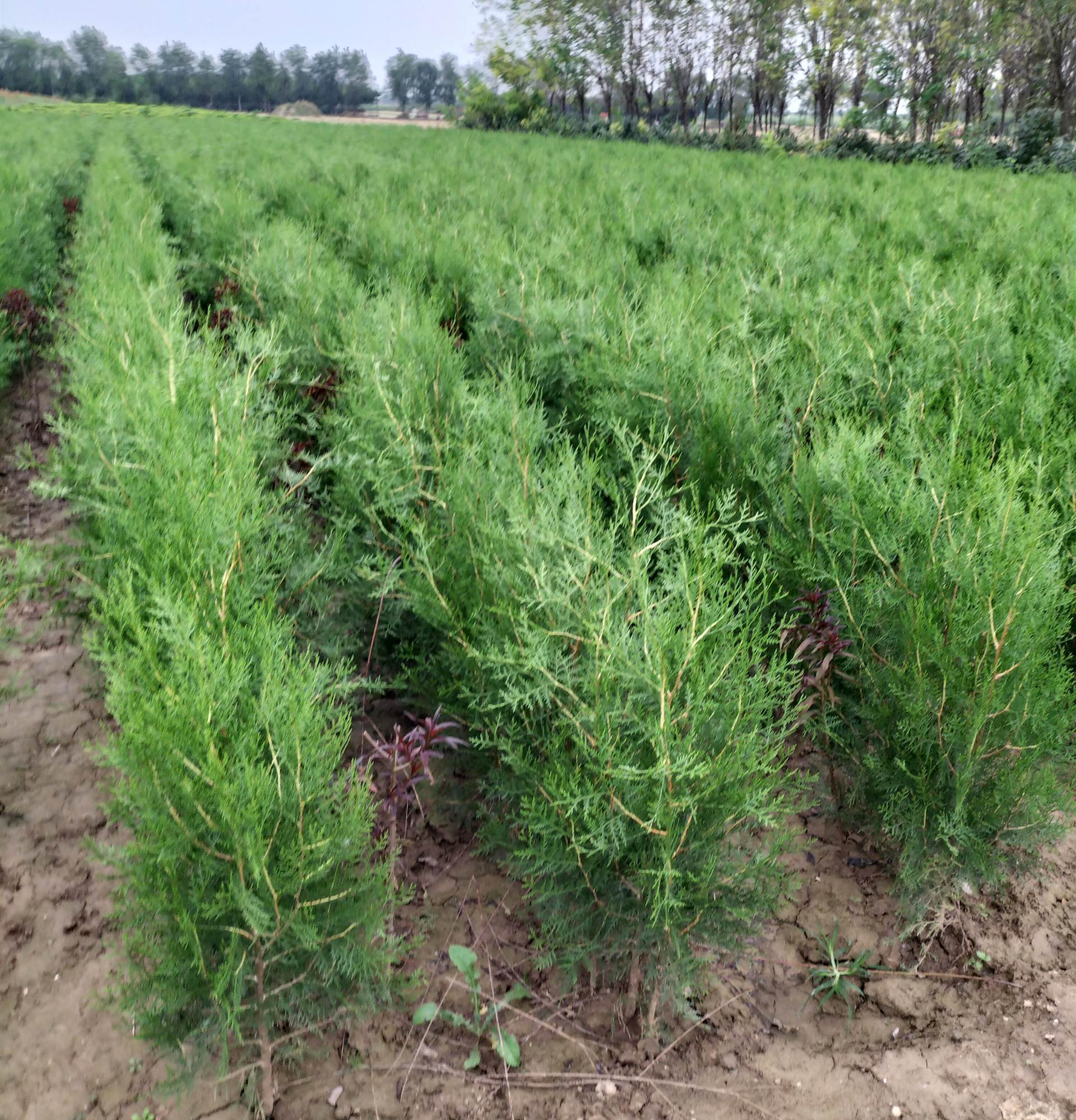  p data-id="gntpfpk47d">侧柏( i>platycladus orientalis  /i>(l.