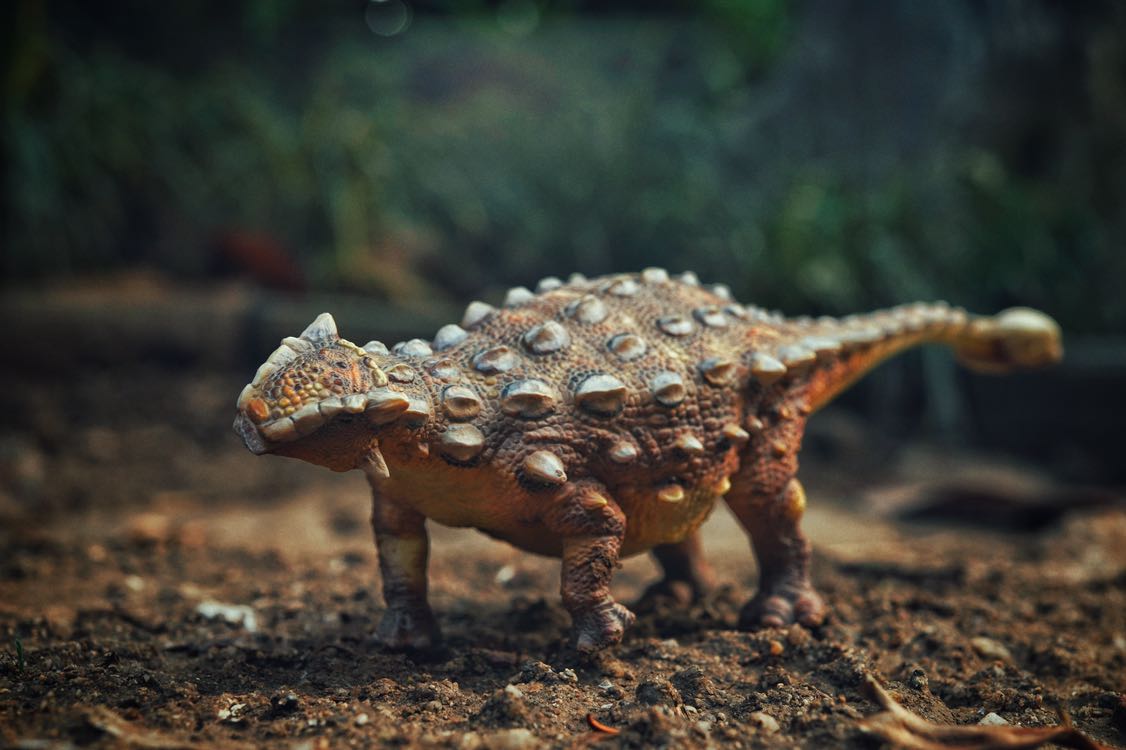 甲龙的化石是在北美洲西部的地层被发现,年代属于白