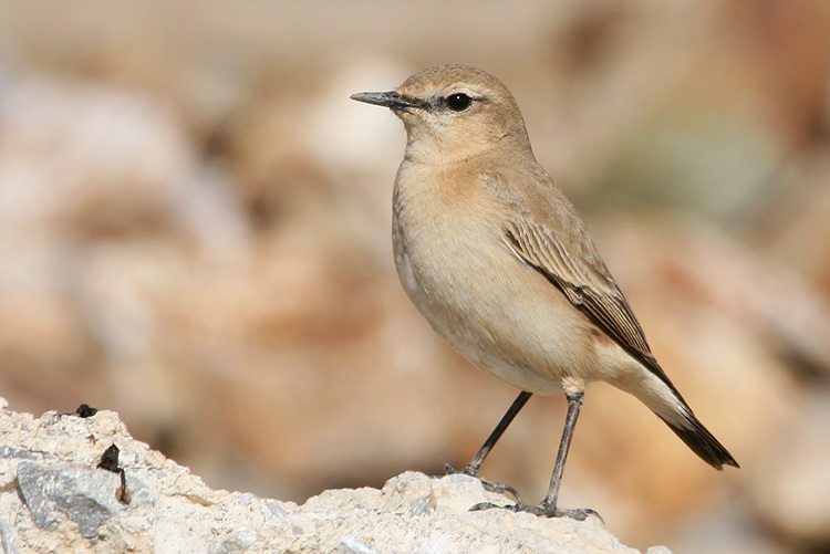  p>沙   (学名: i>oenanthe isabellina /i>)是鹟科,   属小型鸟类,体