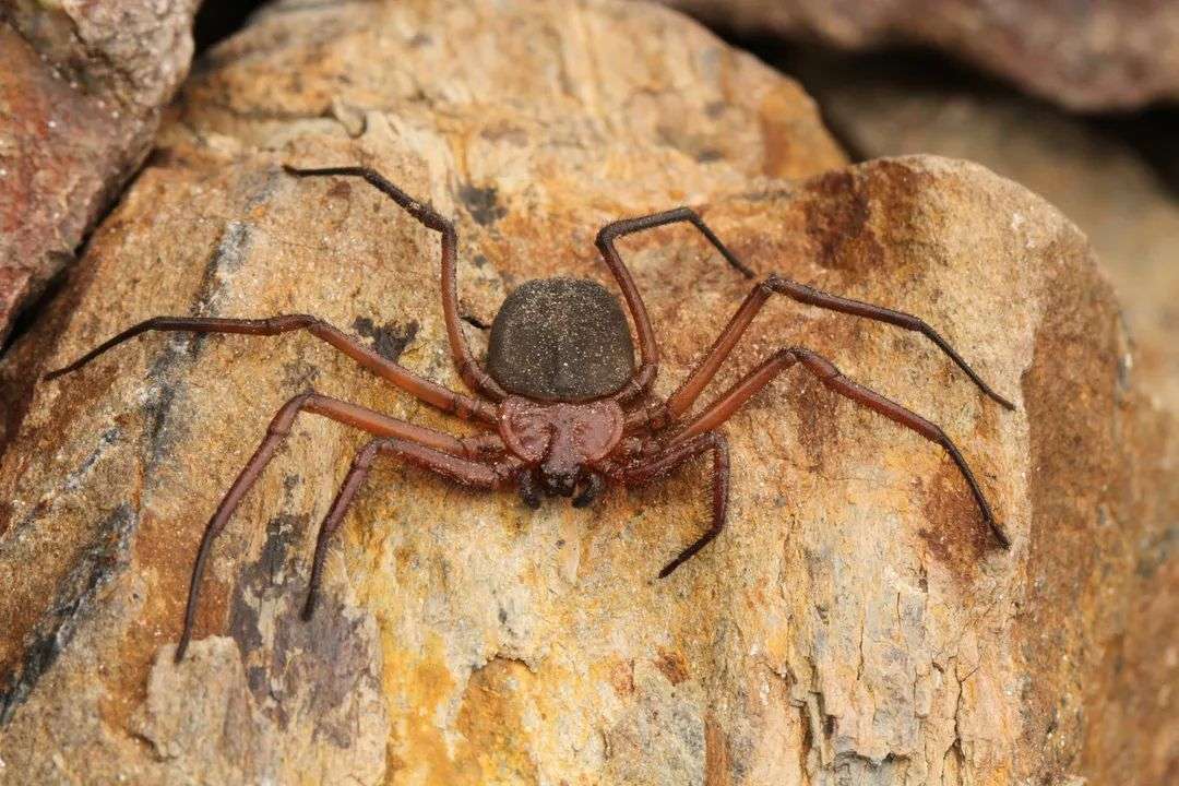 araneae 中文目名:  a target="_blank" href="/item/蜘蛛目/2404996"