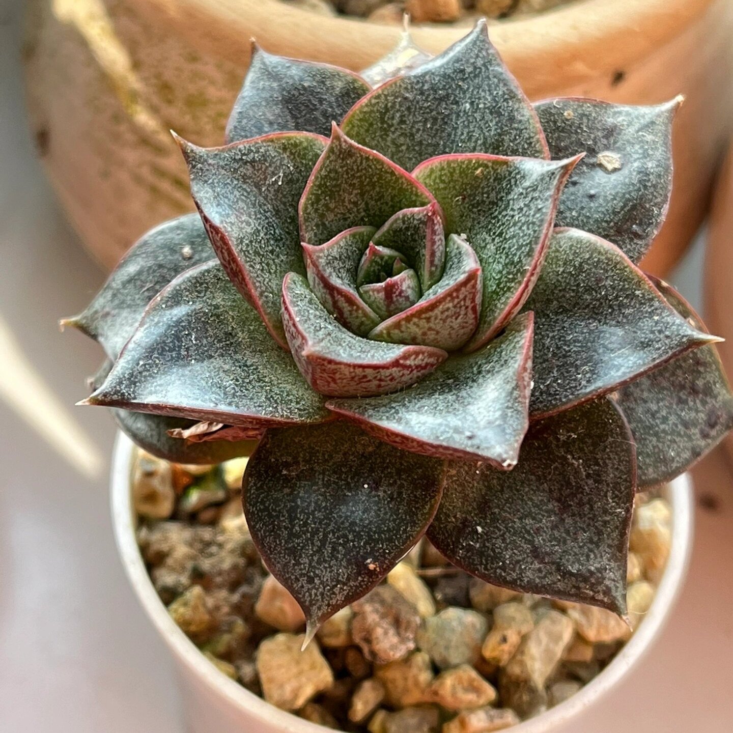 大和锦（石莲花属植物）_百度百科