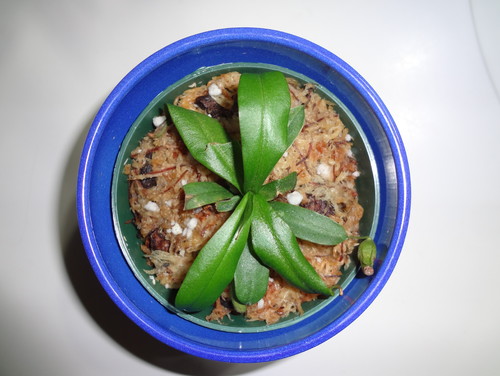 血腥玛丽猪笼草