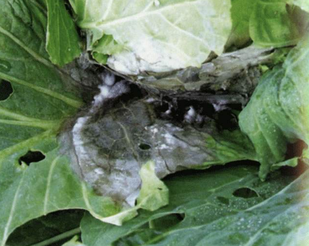  p>甘蓝灰霉病是由灰葡萄孢引起的,发生在 a target="_blank" href="