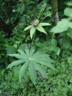 重楼（延龄草科重楼属植物的统称）_百度百科