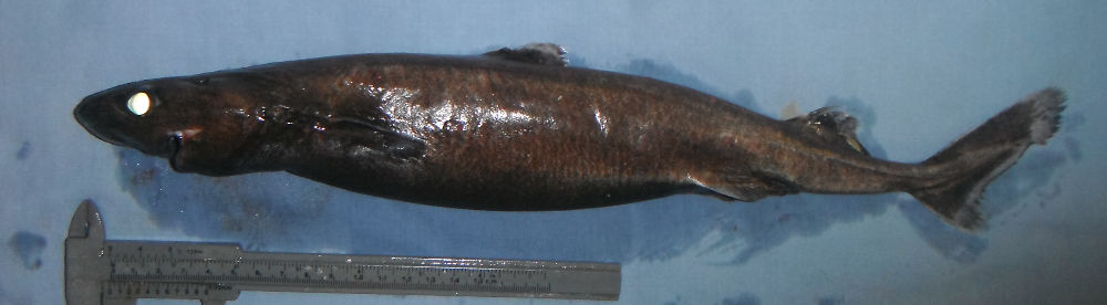  p>小乌鲨(学名: i>etmopterus pusillus /i>)是角鲨科,乌鲨属的一种