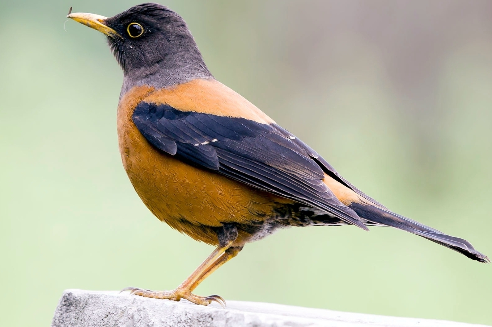 灰头鸫西南亚种