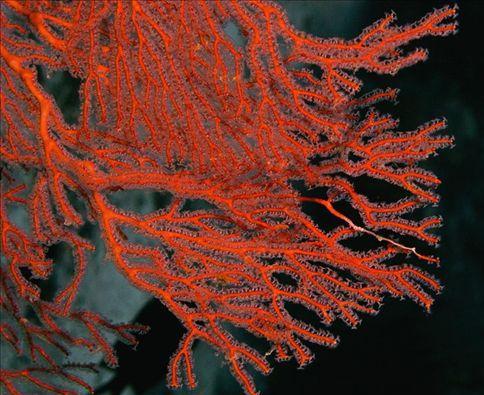 网枝竹节柳珊瑚