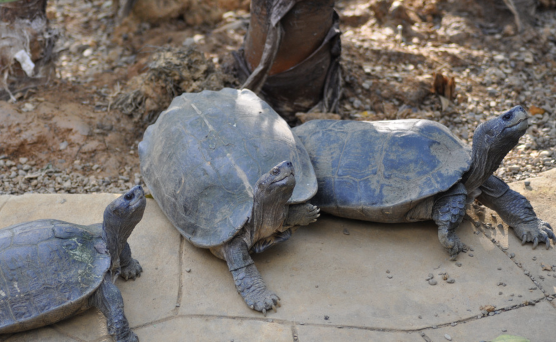  p>亚洲巨龟(学名: i>heosemys grandis /i>)是地龟科,东方龟属动物.