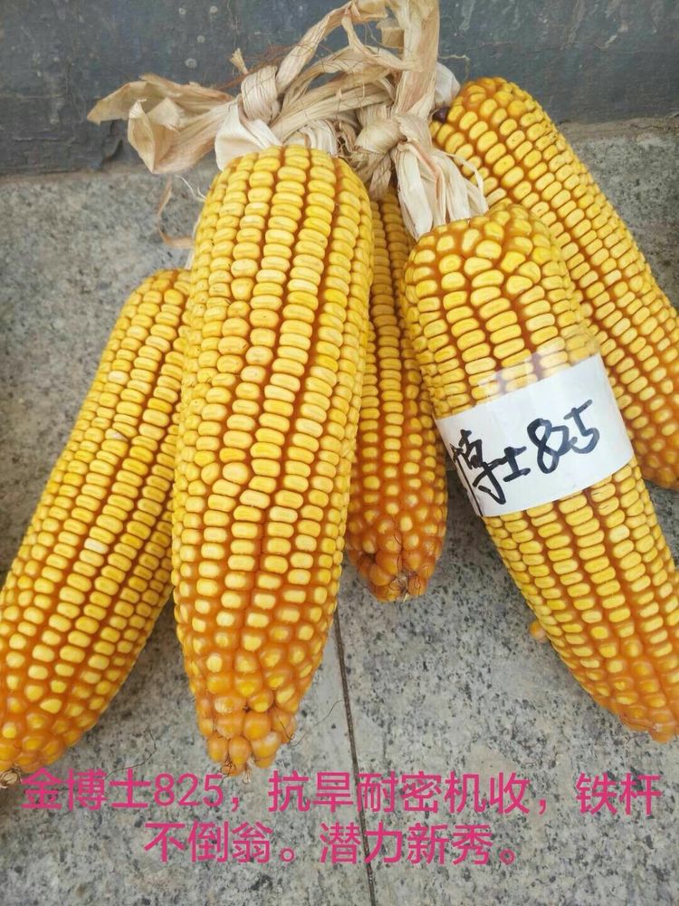 金博士825