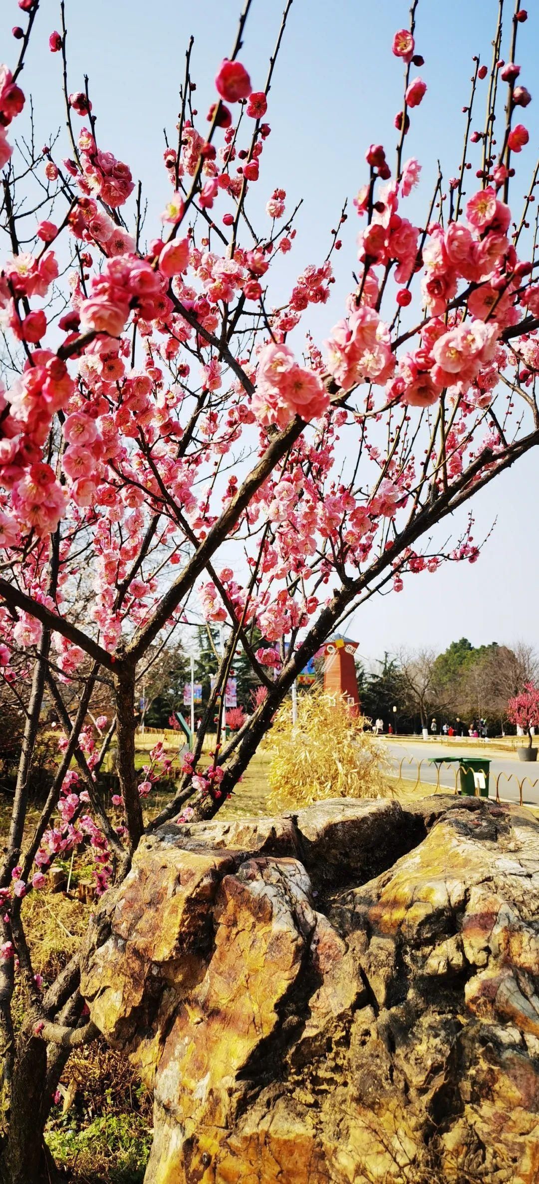 梅花合肥植物园丰后