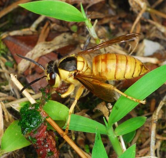  p>黑盾胡蜂(学名: i>vespa bicolor /i>)是胡蜂科,胡蜂属动物.