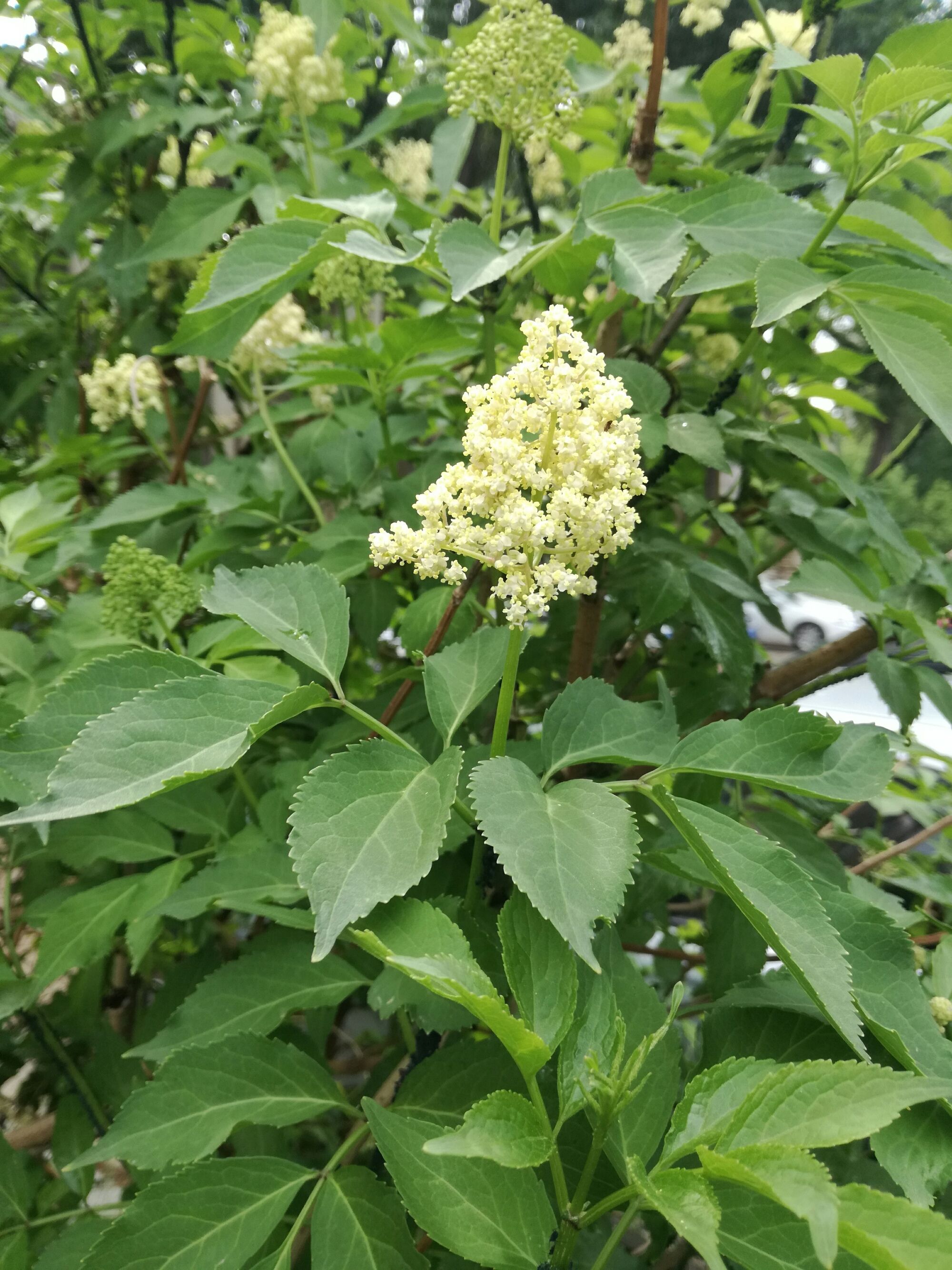 接骨木