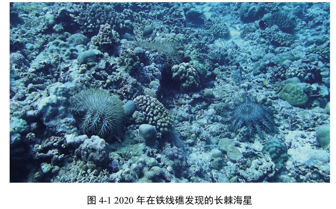 铁线礁、牛轭礁珊瑚礁生态系统调查报告_百度百科