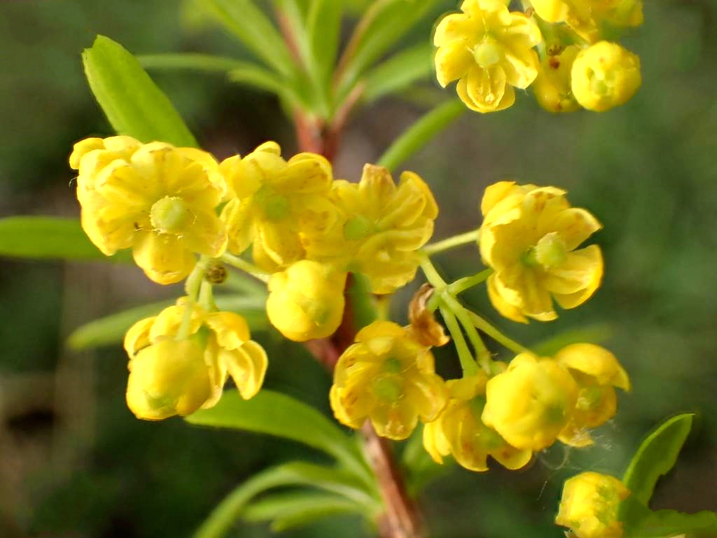  p>细叶小檗(学名: i>berberis poiretii /i> schneid.