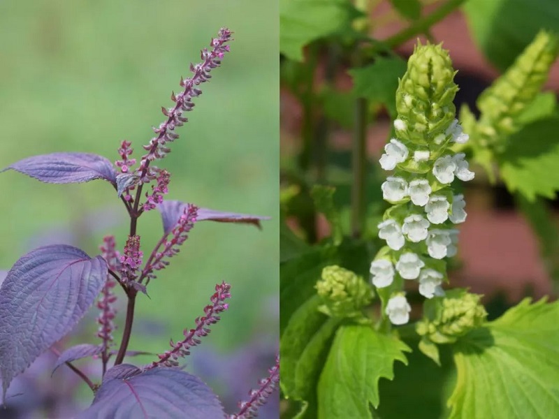 是唇形科,紫苏属一年生草本植物.