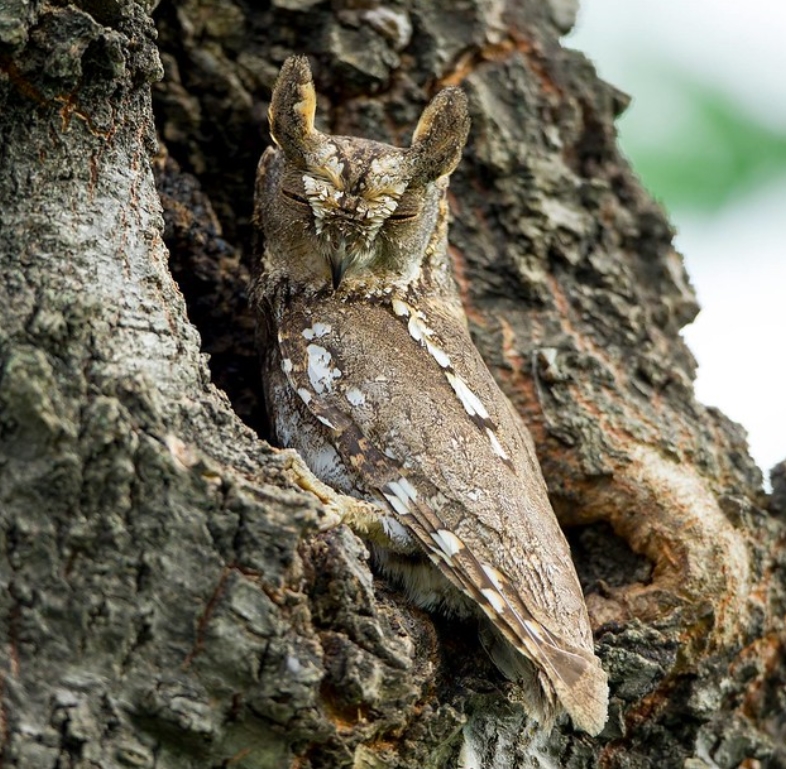 oriental scops-owl