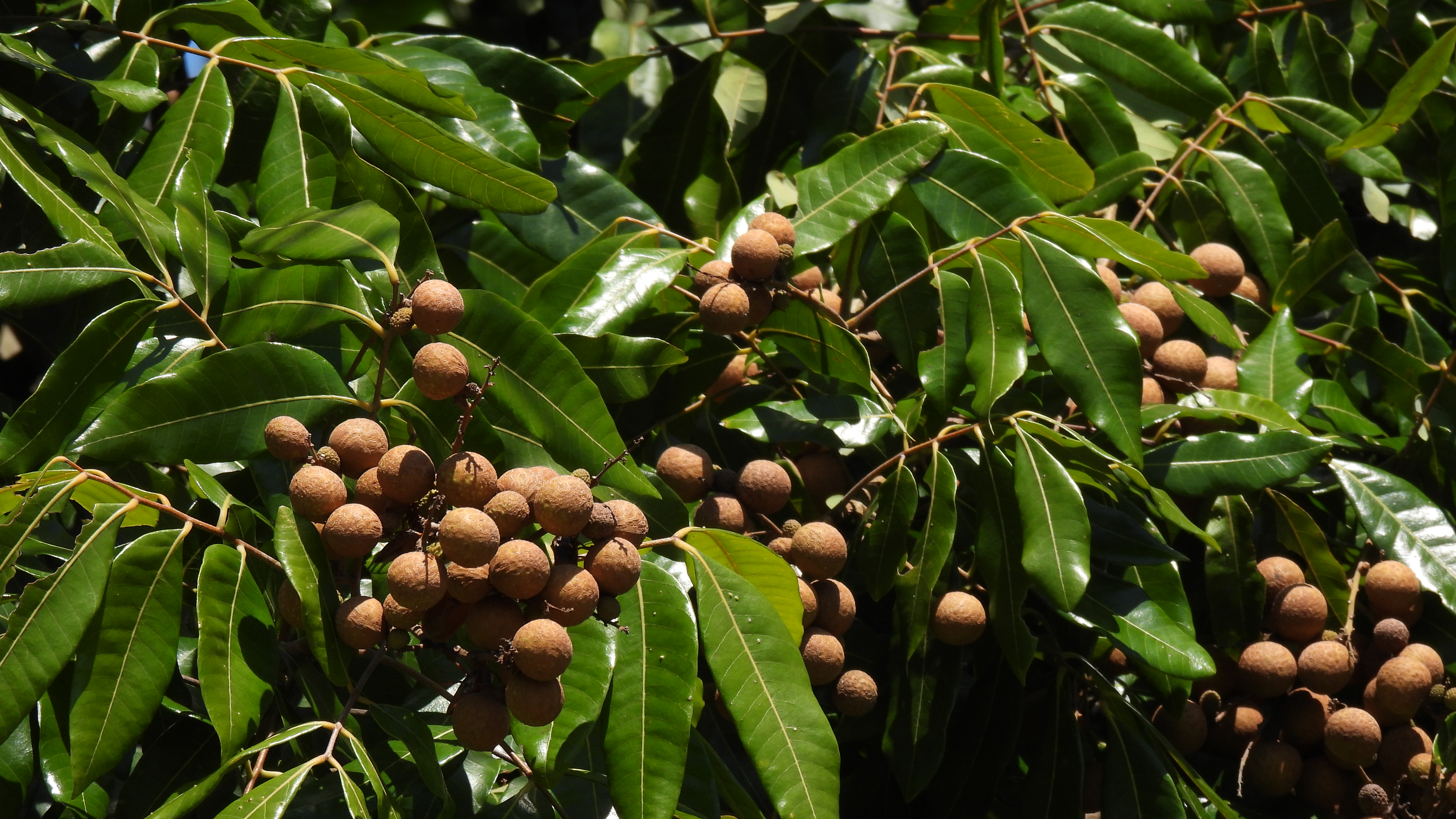  p data-id="txtfcdk2evdq">龙眼( i>dimocarpus longan /i> lour.