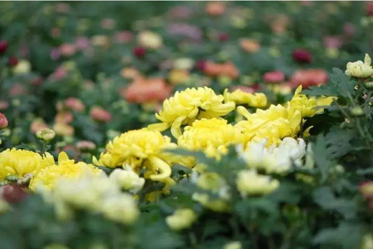  p>东篱菊园位于成都市锦江区三圣乡,景区菊花种植大田1000余亩,原住