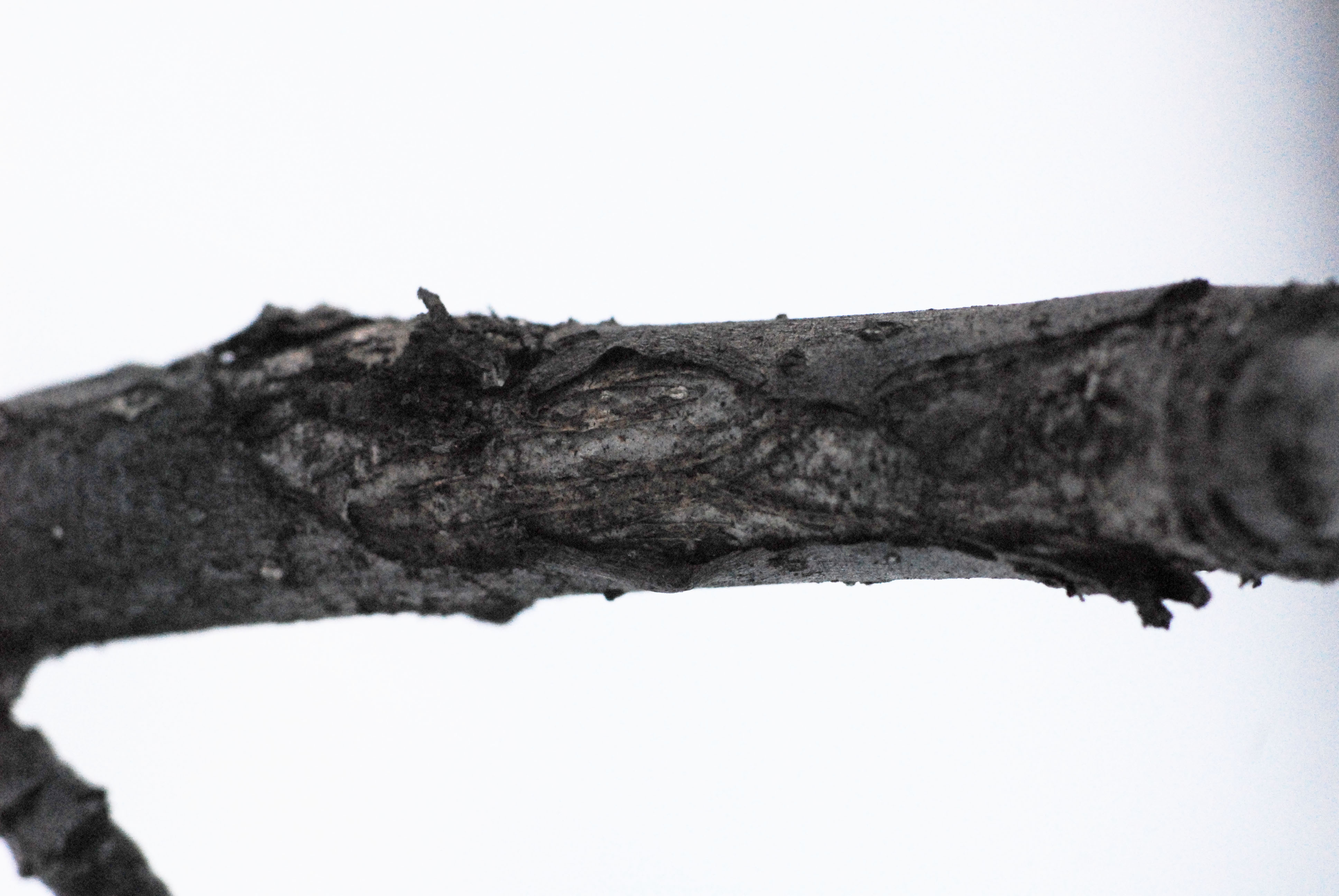 苹果炭疽溃疡病