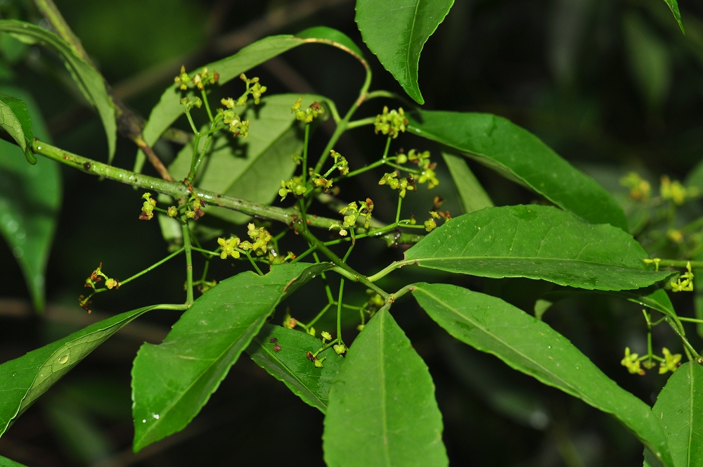 sieb),卫矛科卫矛属灌木植物.