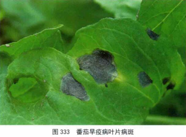 轮纹病