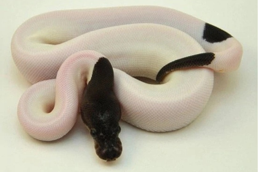 黑头花斑蟒蛇