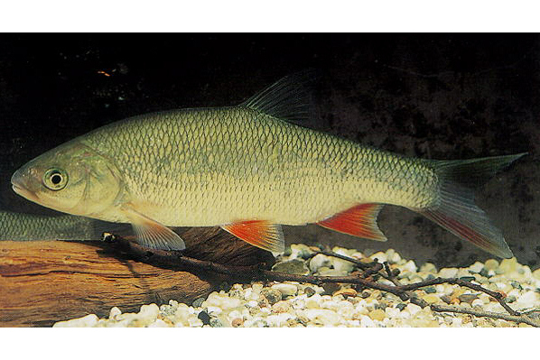  p>高体雅罗鱼是 a target="_blank" href="/item/鲤科/1909593" data