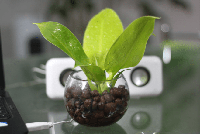 水培植物有哪些 带你认识水培植物 百科ta说