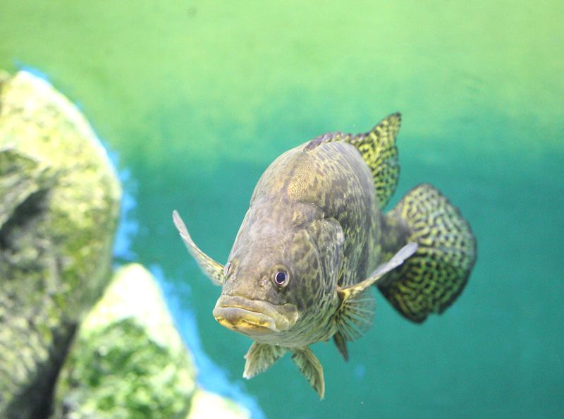  p>鳜(学名: i>siniperca chuatsi /i>)是鮨科,鳜属的鱼类.