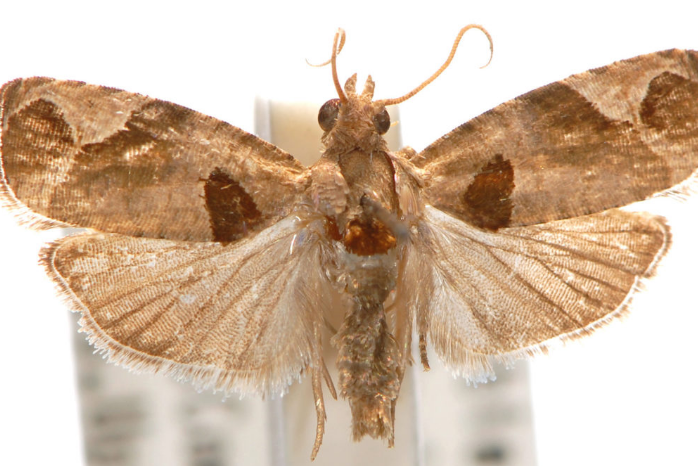 (meyrick,1912), a target="_blank" href="/item/卷蛾科/6243915"