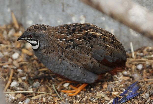  p>蓝胸鹑新几内亚山地亚种(学名: i>coturnix chinensis novaeguinea