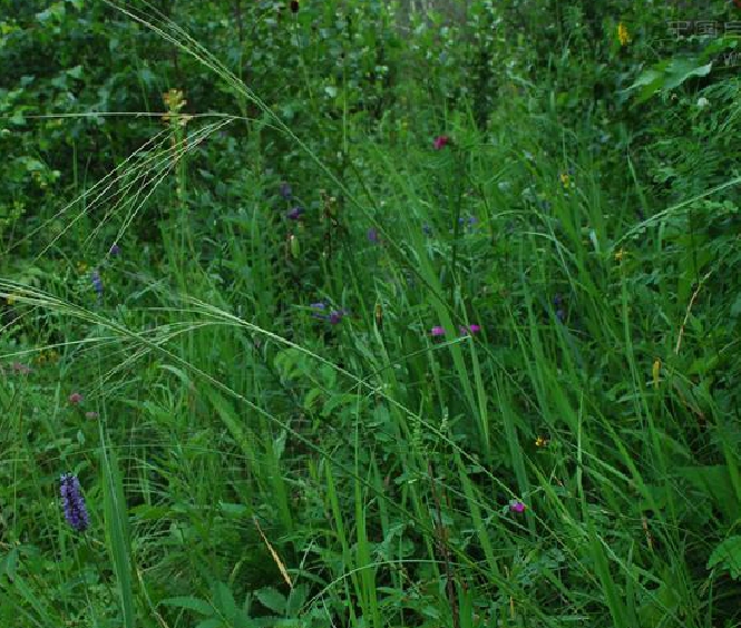  p>狼针草(学名: i>stipa baicalensis /i> roshev.