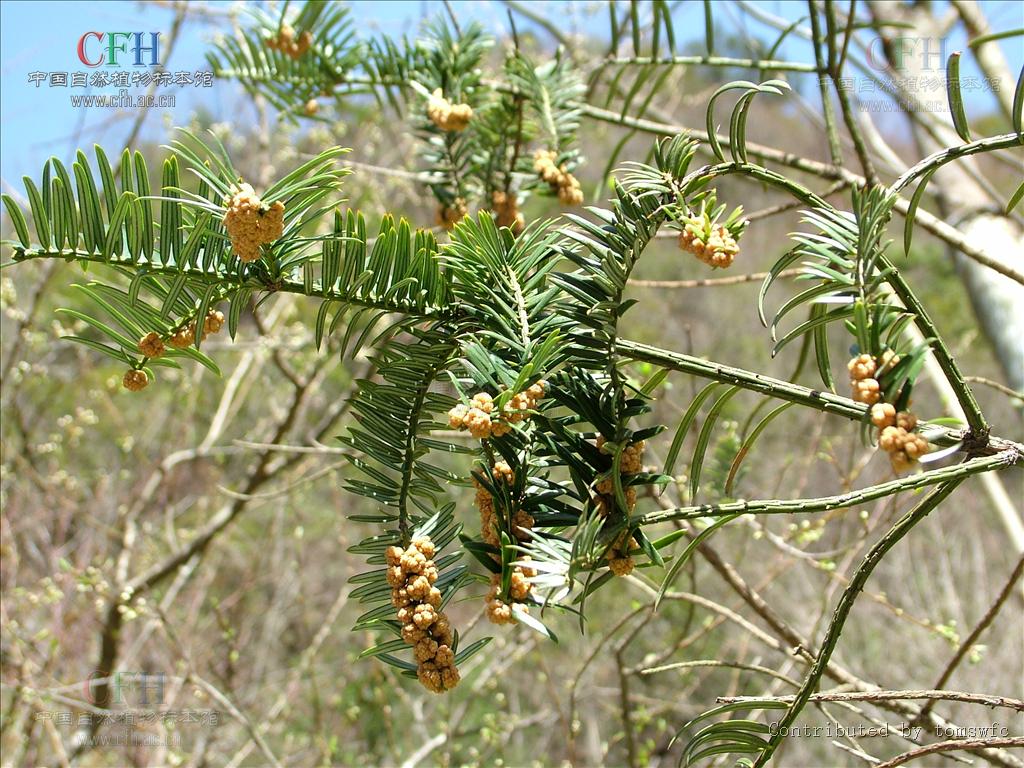  p>粗榧(学名: i>cephalotaxus sinensis /i> (rehd. et wils.
