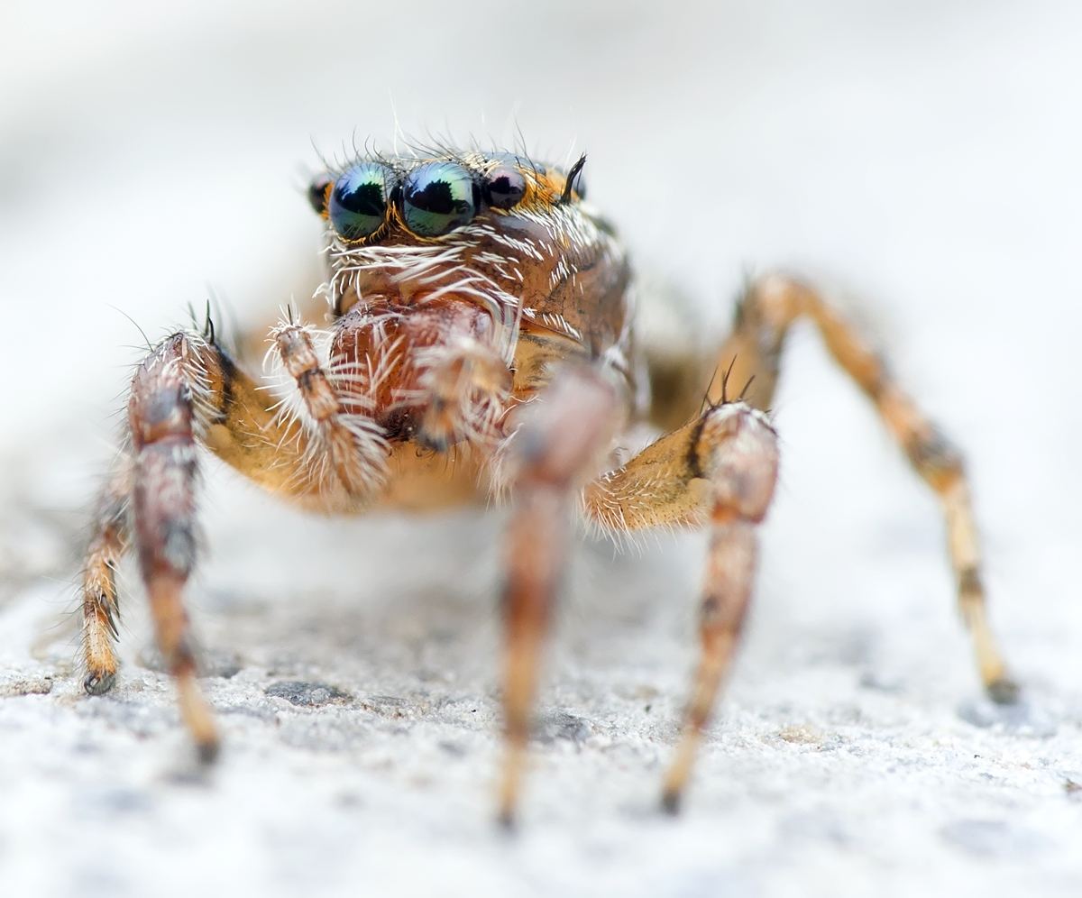 1937),为蜘蛛目(araneae) a href="#">蟹蛛科 /a>花蟹蛛属的一种蜘蛛