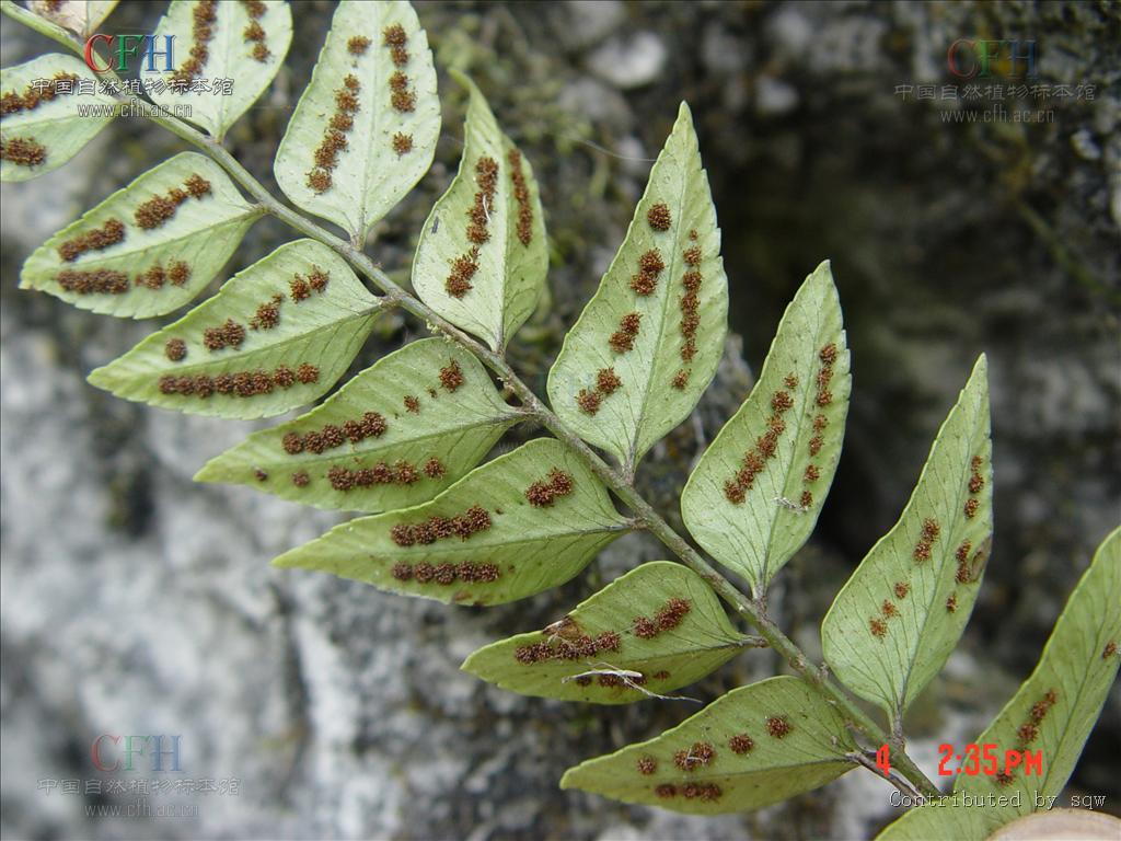  p>柳叶蕨属(学名:cyrtogonellum ching)是鳞毛蕨科柳叶蕨属植物,根状