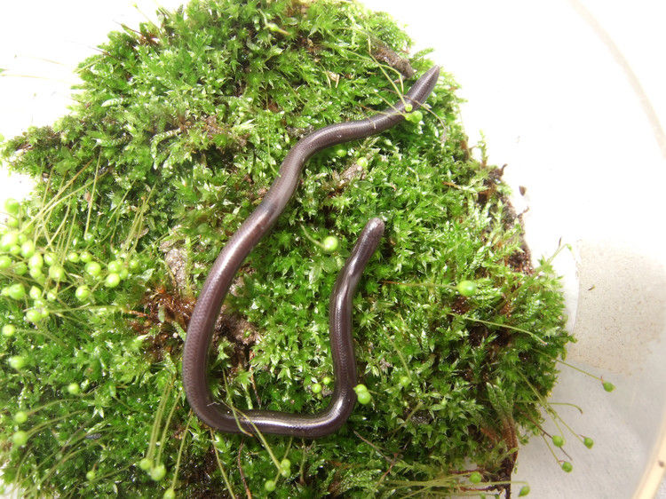  p>钩盲蛇(学名:ramphotyphlops braminus)又名入耳 a href="#" data