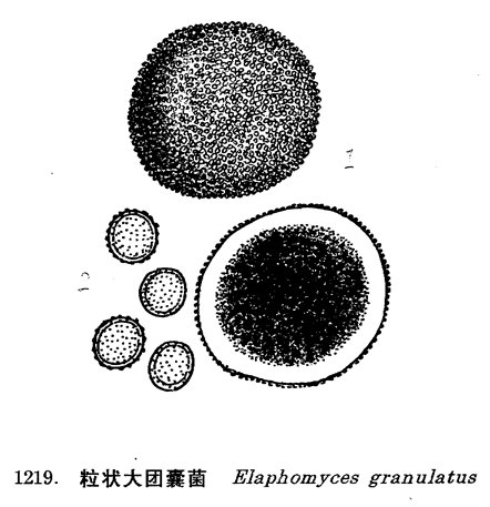  p>子囊菌纲(ascomycetes), 曲霉目( eurotiales),大团囊科( elaphomy
