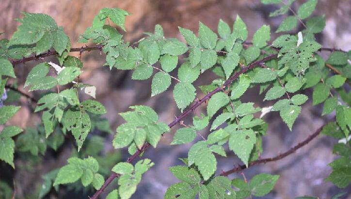  p>红泡刺藤(学名: i>rubus niveus /i> thunb.