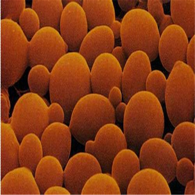  p>酿酒酵母1305,拉丁名:saccharomyces cerevisiae,用于果酒酿造 /p>