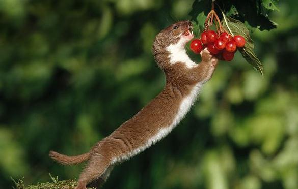  p>伶鼬(学名: i>mustela nivalis /i>),是鼬科,鼬属的动物.